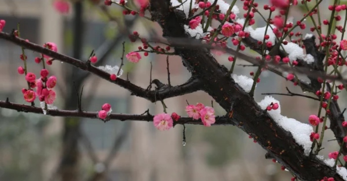 Ngày 5 tháng 1 đón tiết Tiểu Hàn, thầy phong thủy giải đáp: Tại sao không nên quét lá rụng?