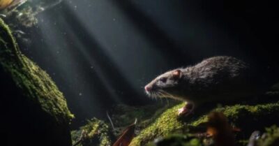 Nó được cho là đã tuyệt chủng 11 triệu năm nhưng lại được tìm thấy ở Lào