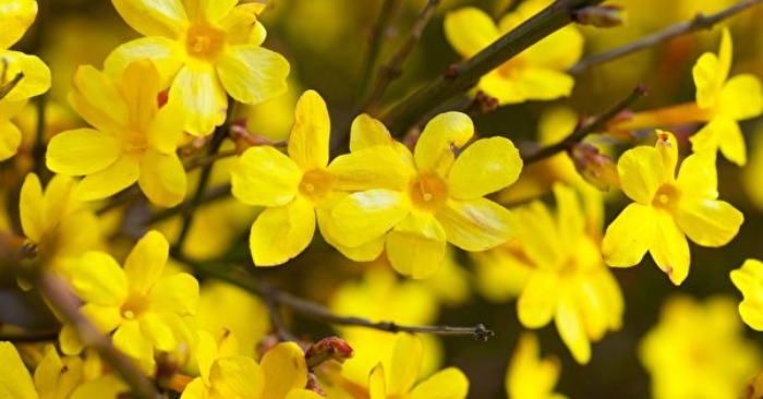 Tiết Lập Xuân cần ‘dưỡng sinh’, làm những việc này để tăng trưởng năng lượng Dương cho cả năm