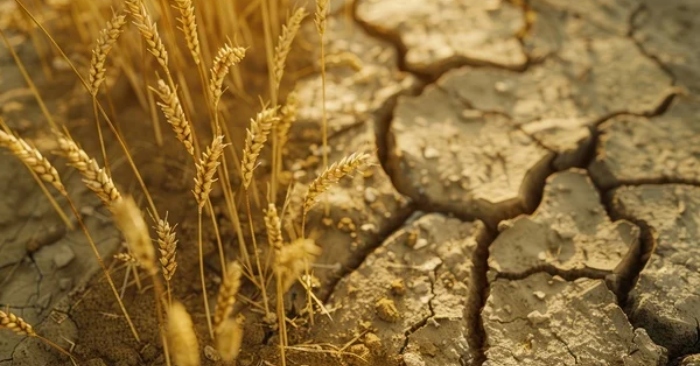 Hàng triệu người chết đói, Mao gợi ý ăn năm bữa một ngày – Sự thật về nạn đói lớn ba năm 1958 (Kỳ 3)