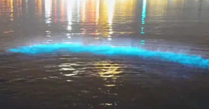 Kỳ quan “nước mắt xanh” hiếm gặp ở bờ biển Thiên Tân, người bơi lội gọi là “ma trơi trên biển”