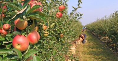 Chủ vườn cây ăn quả bị sát hại, mang theo ký ức tiền kiếp chuyển sinh