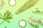 Vị đắng bị lãng quên: Hướng đi mới trong chế độ ăn uống giúp kiểm soát đường huyết và chống viêm