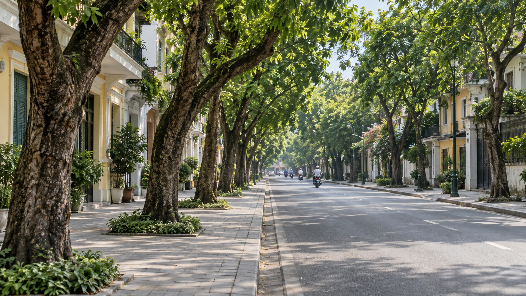 Hà Nội định hướng mỗi tuyến phố có một loài cây chủ đạo